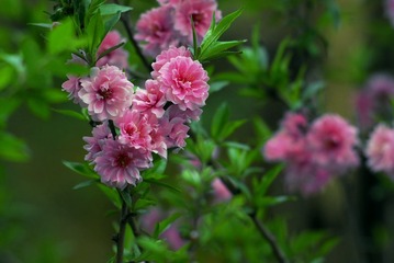 _DSC0021.jpg