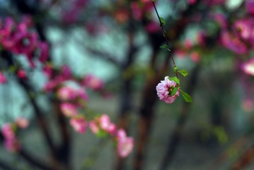 _DSC0024.jpg