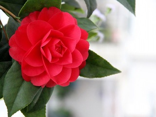 IMG_0543[1]_conew1.jpg