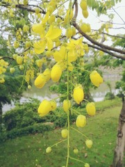 黄花