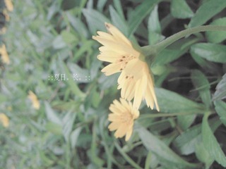 夏日：花