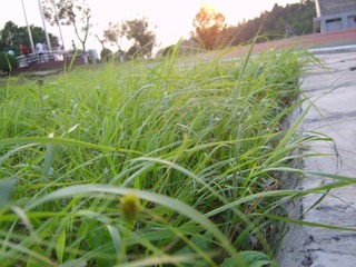 绿草