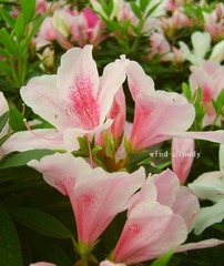 杜鹃花
