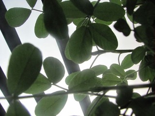 花生