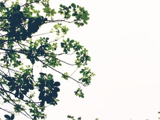 树