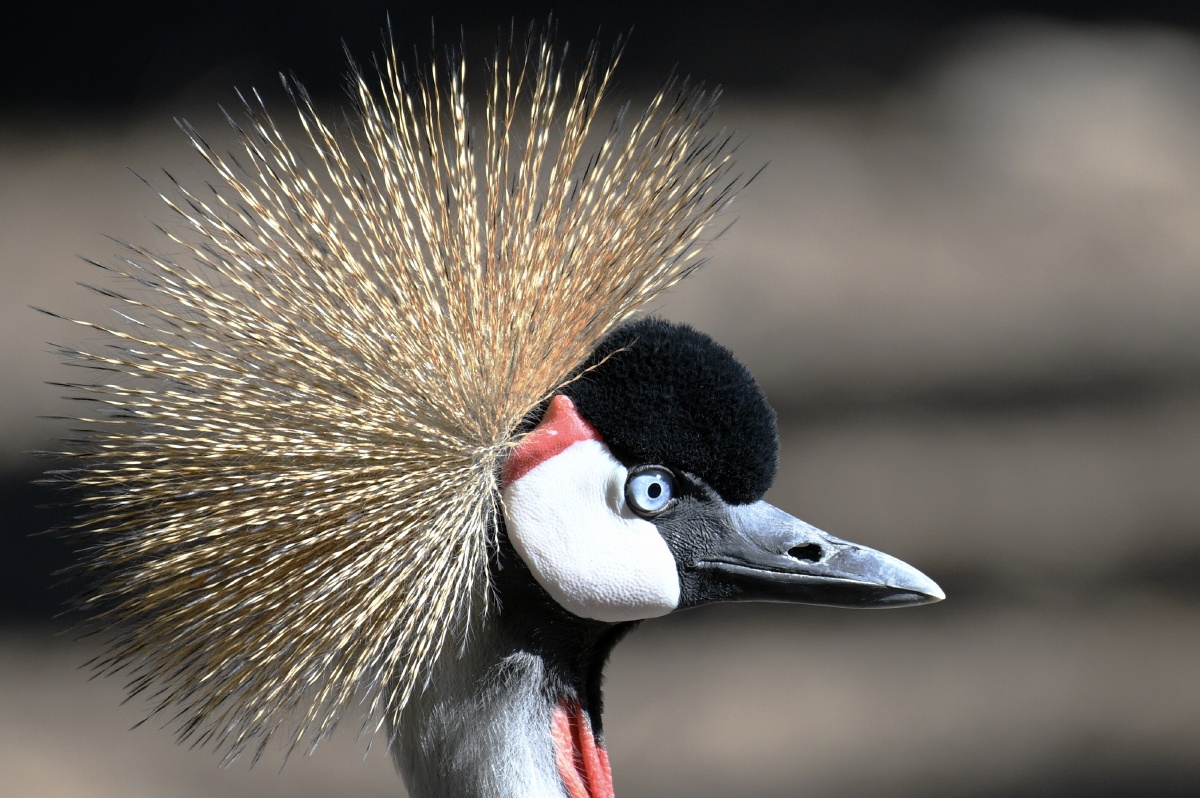 灰冠鹤greycrownedcrane