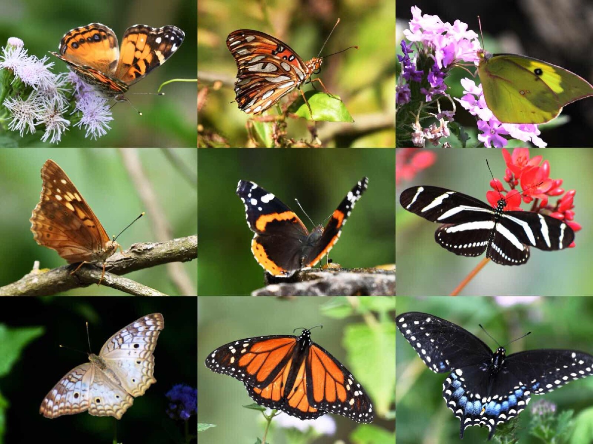 多姿多彩的蝴蝶 - byz2017 - 图虫网 - 优质摄影师交流社区