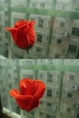 DSC00650_副本.jpg