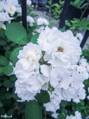 122-2_副本.jpg