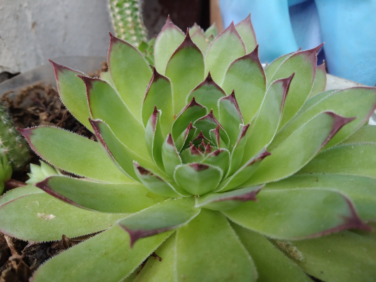 绿意盎然的多肉