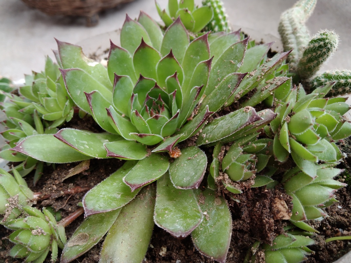 绿意盎然的多肉