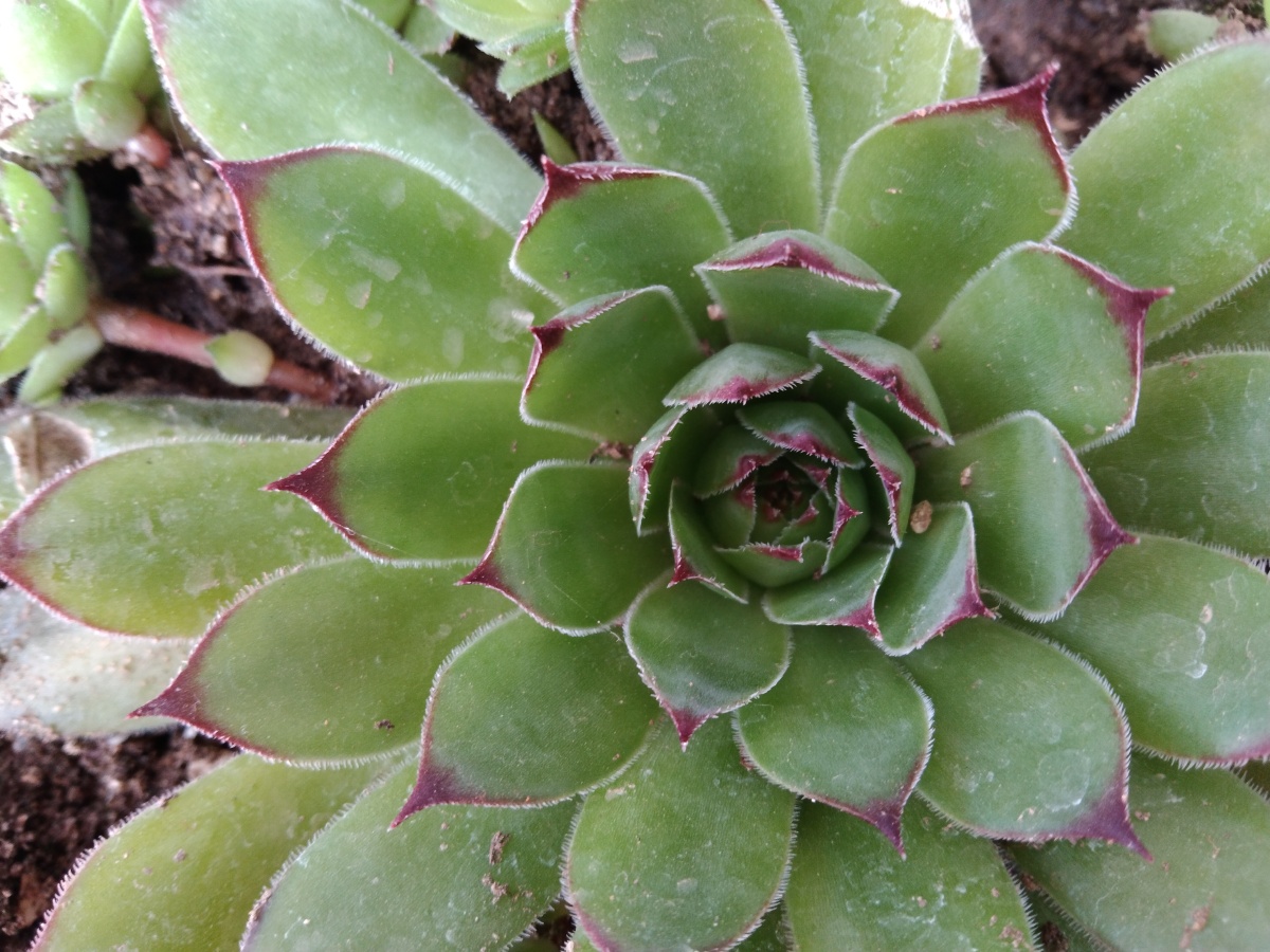 绿意盎然的多肉