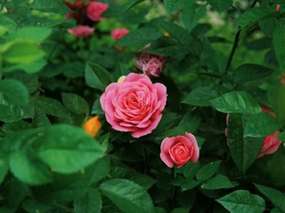 805B28D4-DBAD-4C05-89D0-85F3C4363593/L0/001