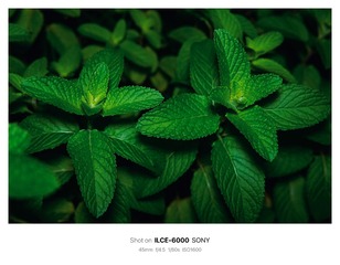 4ABC48D7-E536-4719-B185-7D9A78D77AD3/L0/001