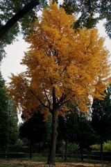 IMG_8046.JPG