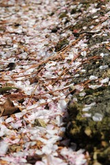 IMG_1288.JPG
