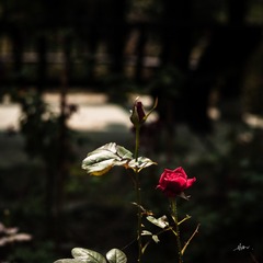 90F9D555-595F-42BF-8ECB-2B8263358ECD/L0/001