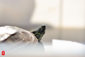 DSC_3423.jpg