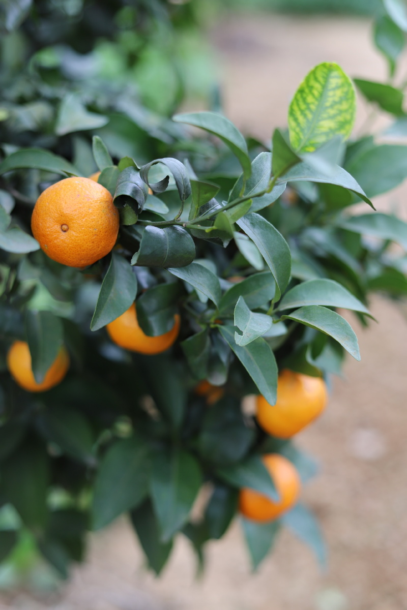 橘子 桔子 砂糖橘 蜜橘 小柑橘 - 摄影师162468243211233