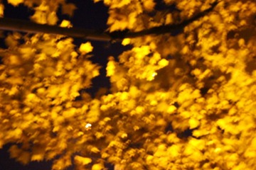 1000057162