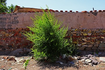 IMG_5375-1