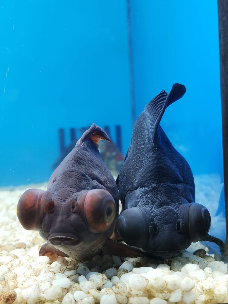 连鱼都知道秀恩爱了