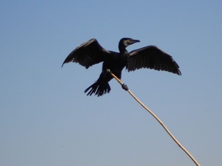 DSCN0915.JPG