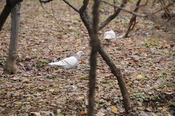 DSC_8667.JPG