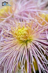 20120131-DSC_0409_副本.jpg