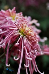 20120131-DSC_0410_副本.jpg