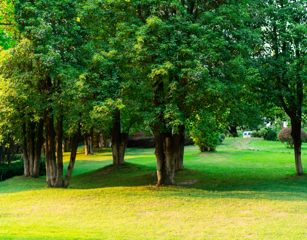 森林公园绿色草地