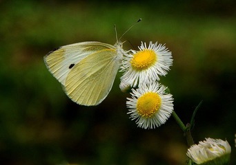 DSC_3964m.jpg