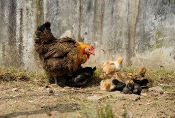 DSC_2649m.jpg