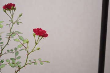 E0E6FD85-5DA9-407D-90C1-E30683CFE19A/L0/001