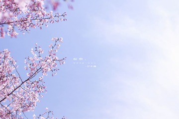 樱花