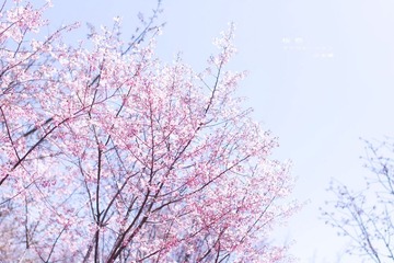 樱花