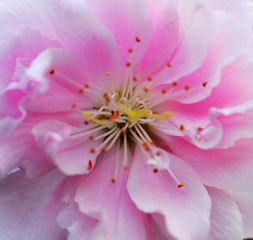 ASC_0687.jpg