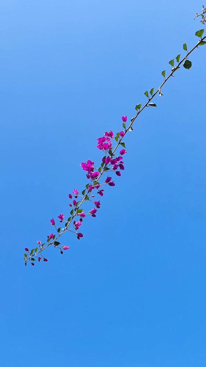 一枝花上声千万.时节先从暖处开 - 闲云潭影d - 图虫