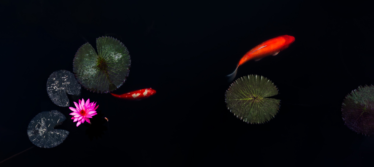 鱼戏莲叶间两条嬉游于莲花池中的红锦鲤