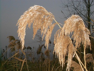 DSCN0155.jpg