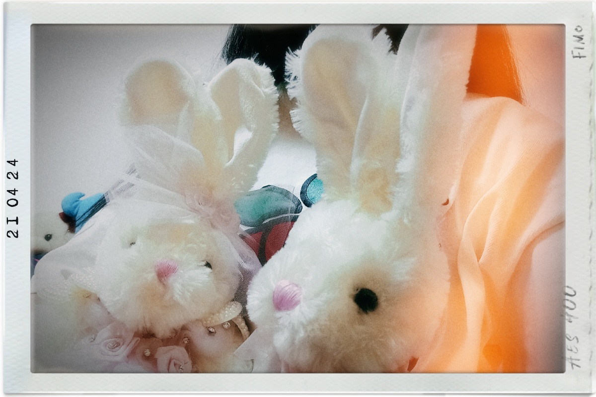 我最爱的王子兔和公主兔