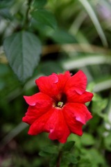 小红