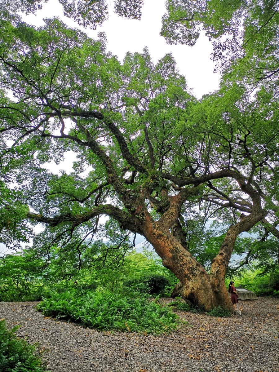 千年古樟林-江西乐安