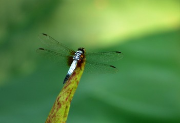 D60_3020