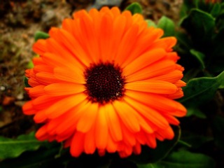 橙菊