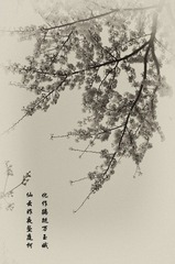 樱花2.jpg