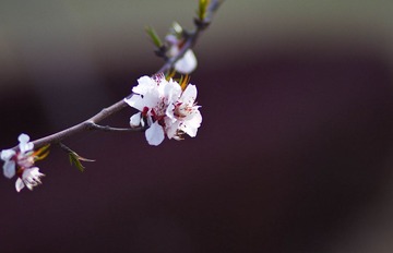 20120403-IMG_5931.jpg
