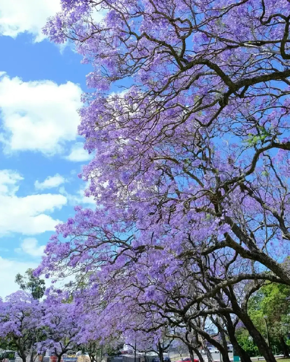 美丽的蓝花楹959595 - 摄影师165012293121103 - 图虫