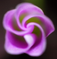 DSC_5822.JPG