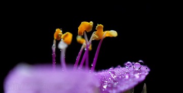 DSC_4499.JPG